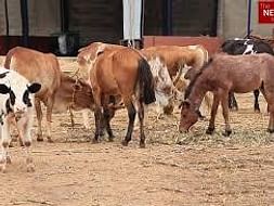 Support CUPA Large Animal Rescue and Rehabilitation Centre