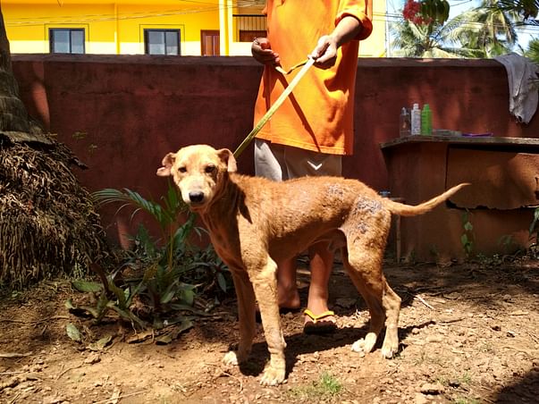 Help our new Rescue Clinic keep Marley & his friends safe