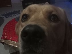 Help My Baxter Fight Cancer