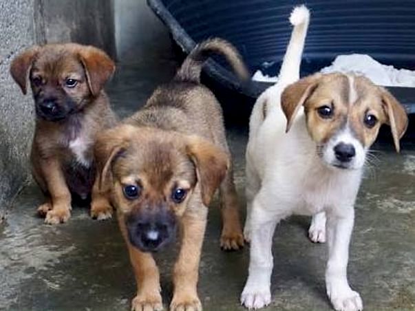 HELP TO BUILD SHELTER FOR STRAY ANIMALS AND SUPPORT THEIR TREATMENT