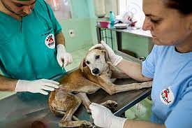 Lily getting ready for treatment for a failed liver. Pray for her🙏🙏