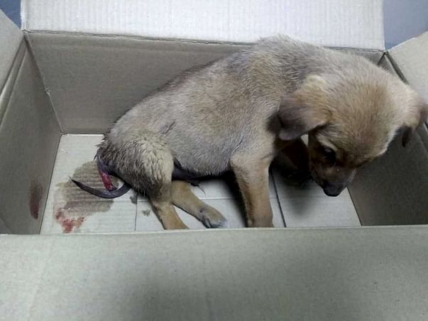 Help Ganu Survive After a Major Accident