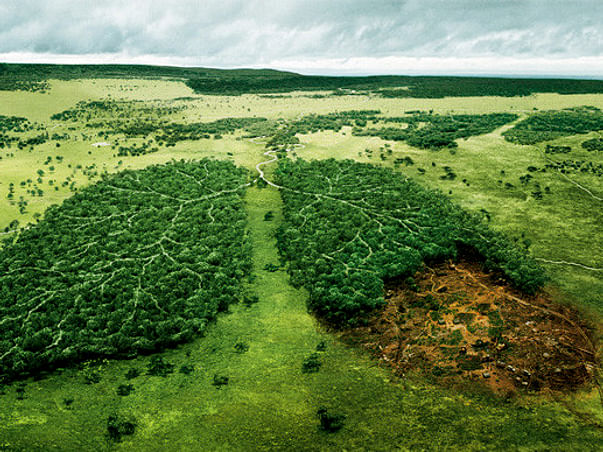 Let's create the Hennagara Urban forest