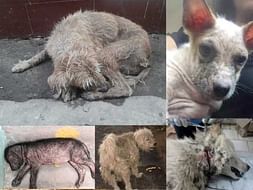 Join Us To Save Abandoned Dogs