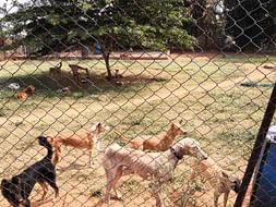 Help Girish Build Shelters for Rescued Animals