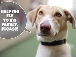 Help Tricky live a better life!