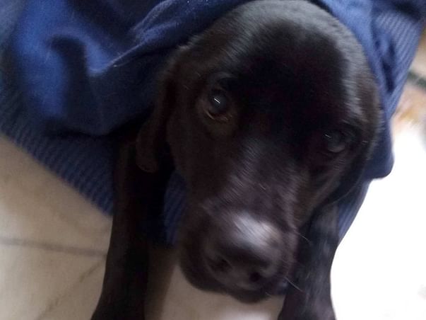 Help An Abused Lab: Max's Rehabilitation Program