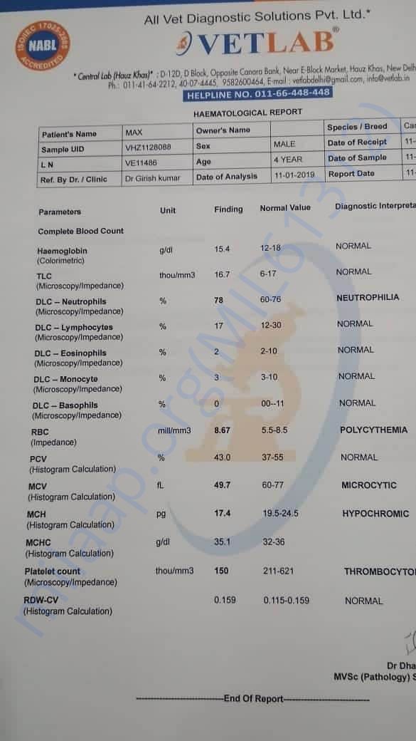 Max's Initial Blood Work