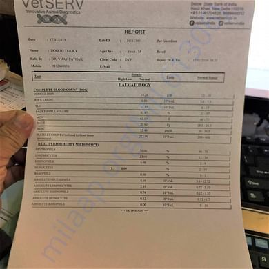 Tricky's blood work report.