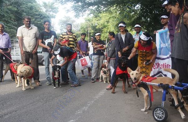 Our Paralysed Dogs Participating in a Rally!