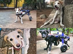Help Us Care For Our Paralysed Dogs!