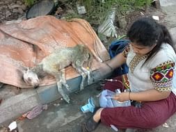 Help Me Neuter And Treat 25+ Stray Dogs And Cats