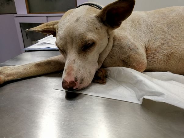 Help Snowy Walk Again!
