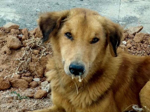 Save Dogs from Canine Distemper