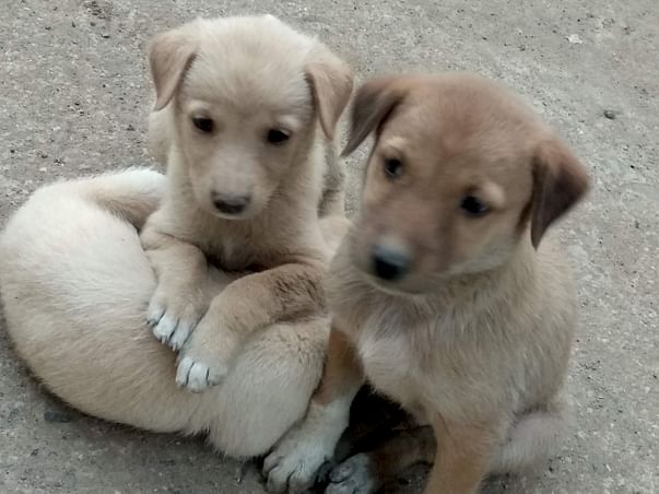 Help These Little Ones Get a Home