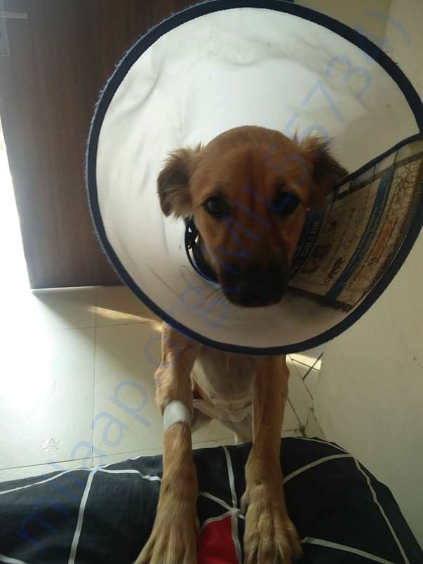 Gloxy after sterilisation