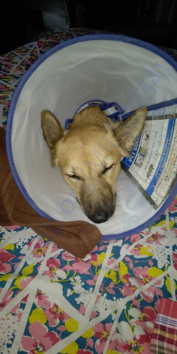 Gloxy after sterilisation