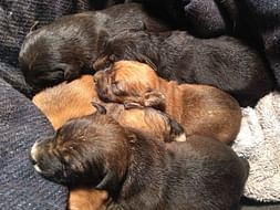 Save Newborn Orphaned Puppies