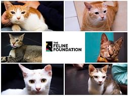 Help Fund Lifesaving Surgeries for Stray Cats