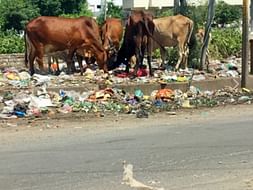 Help Me Buy Food And Water Containers for Stray Animals