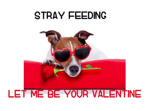 Feeding Stray Dogs On Valentines