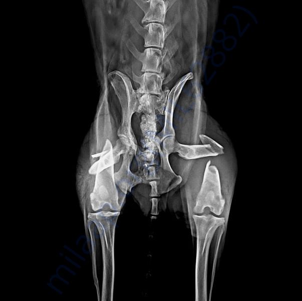 Choco's X ray