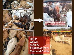 Help Cattle Rescued from Indo-Bangladesh border