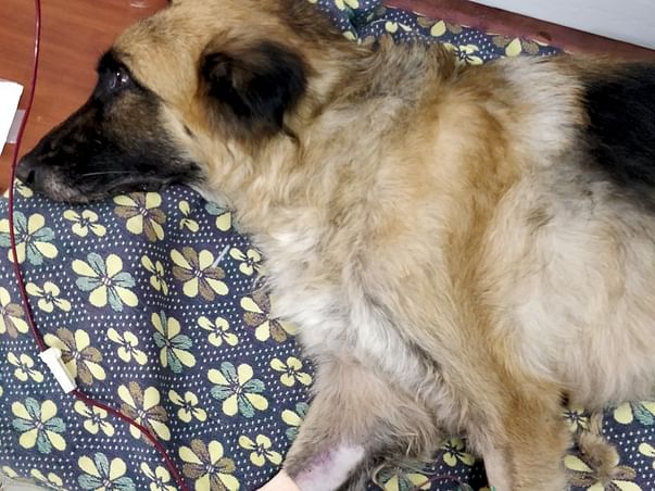 Help Blushy Fight CKD