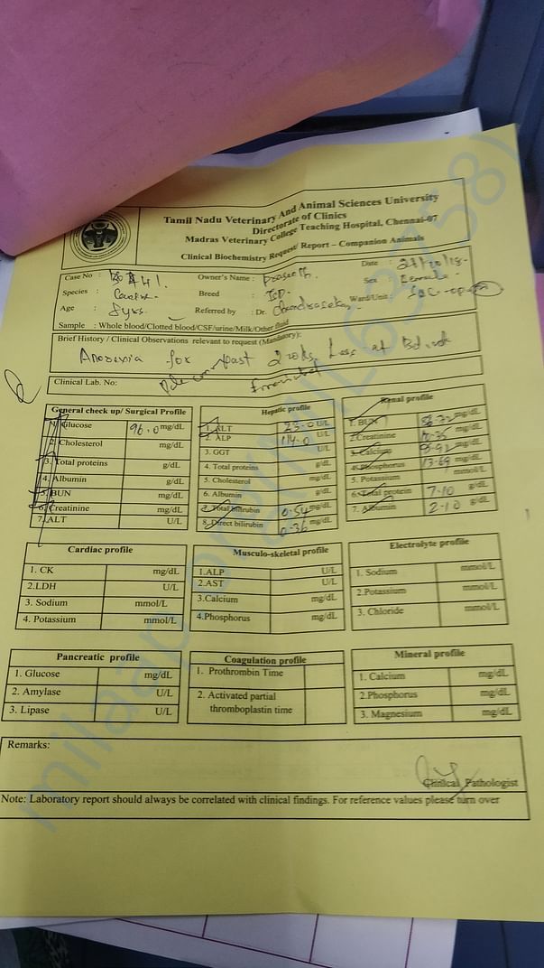Report