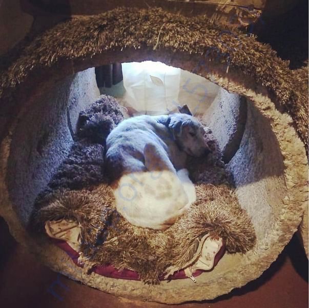 Adele finally safe and comfortable in her FOREVER home! :)