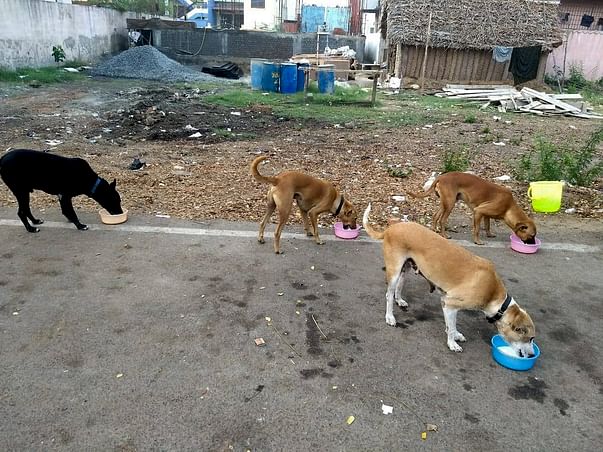 Please help Scooby's Animal Care Build an animal shelter in Chennai
