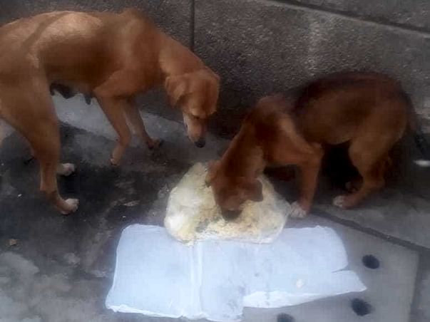 Help Preeti Feeding Dogs
