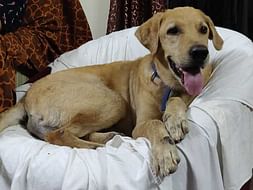 Help me fund the treatment of my rescue Rambo