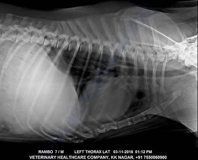X-ray Nov 2018