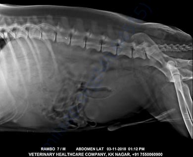 X-ray Nov 2018