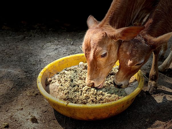 Support a Sanctuary for Bruised and Battered Cows in India