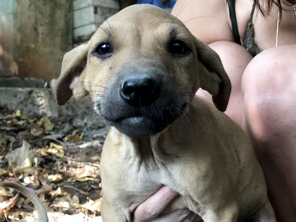 Help Gabby Raise Funds For Dogs and Cats