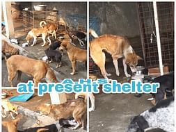 Help Us Build a "Second Chance" for The Pure Souls
