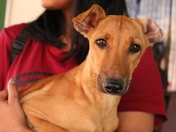 Help Roadie Find A New Home!