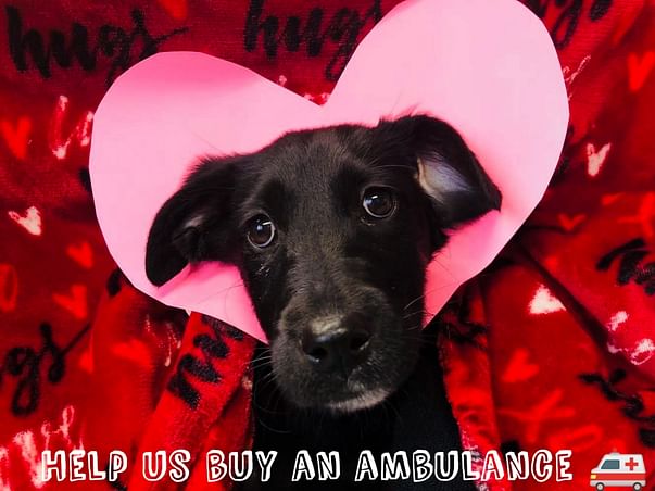 Help Us Buy A New A.R.V(Animal Rescue Van)