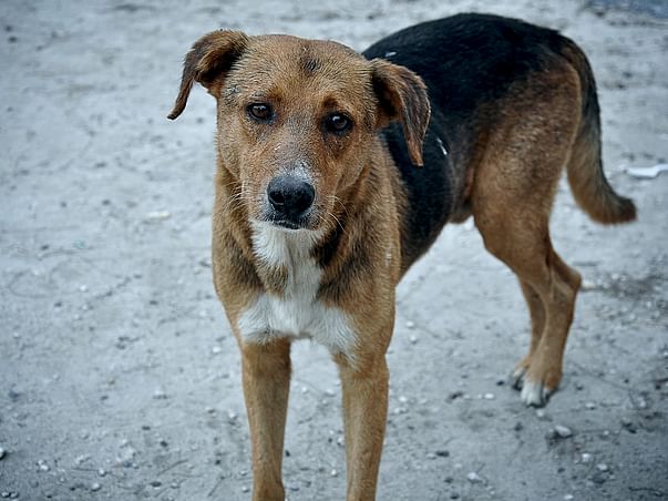 Help Kalyani Animal Welfare Foundation Save Street Dogs of India