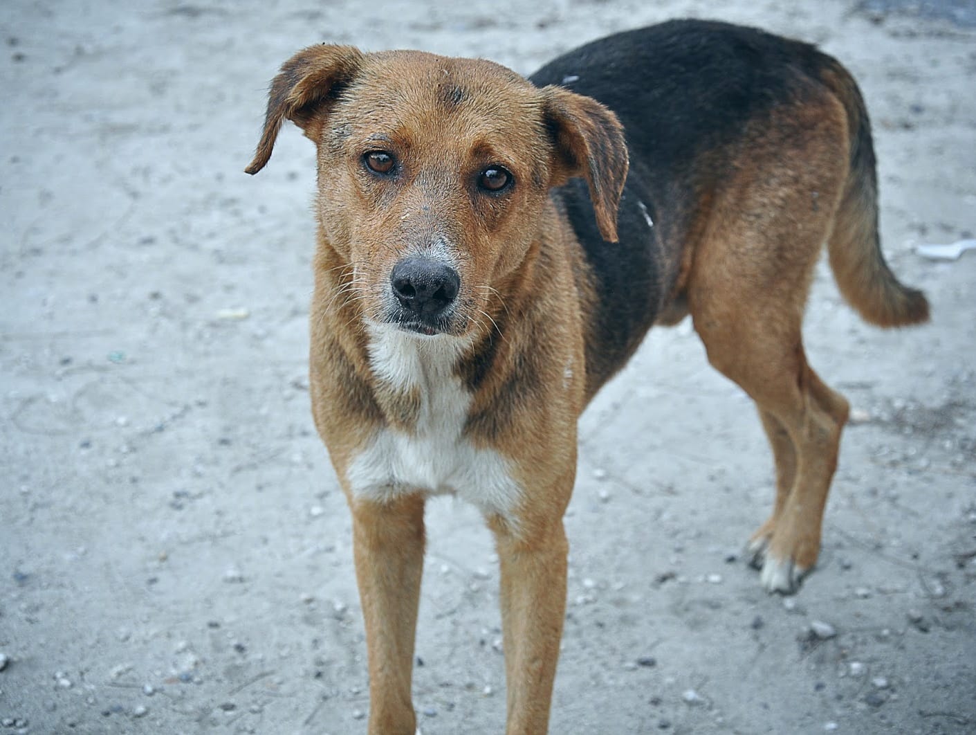 Help Kalyani Animal Welfare Foundation Save Street Dogs Of India Milaap