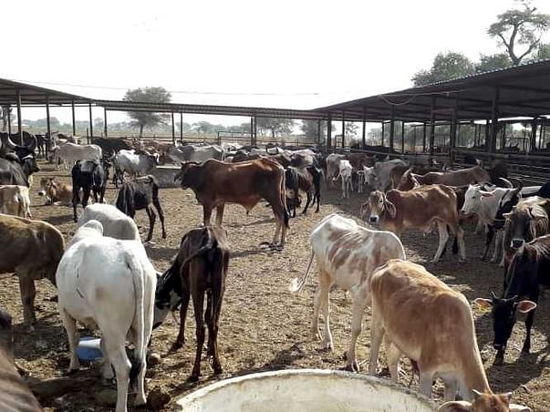 Help Feed 1200 Cattles