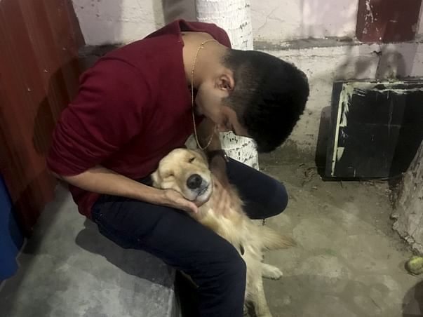 Help Me Feed Innocent Animals