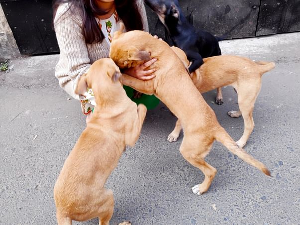 Join Me To Treat Street Dogs And Puppies