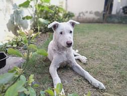 Help Ozzo (A special needs pup) To Fly Home