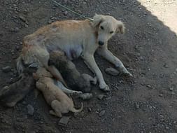 OM SAI RAM
PLEASE HELP ME TO FEED STRAY DOGS AND COWS IN SHIRDI.