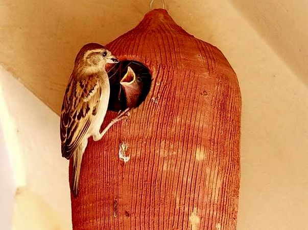 World Sparrow Day