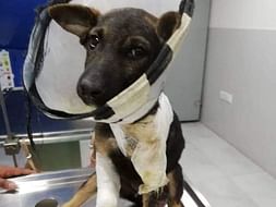 Help Dogs Receive Medical Care