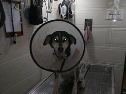 Help Awaaz Voice of Stray Animals to Help Stray Animals
